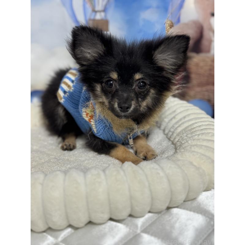 販売中の埼玉県のポメチワ:ポメラニアン×チワワ-407004