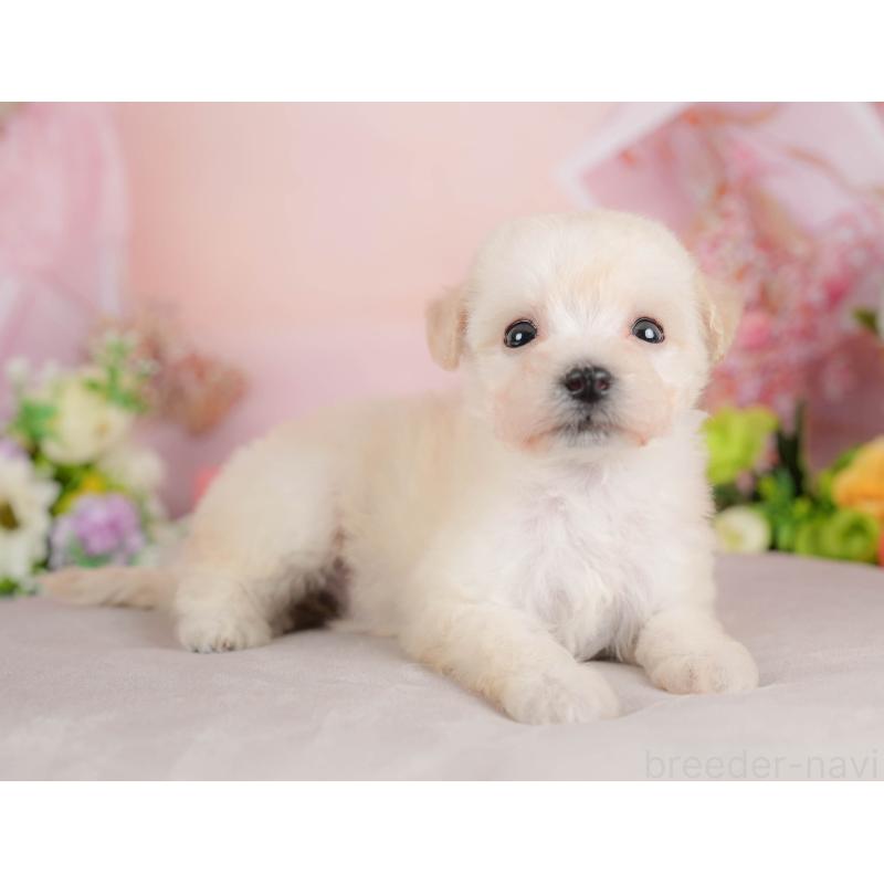 販売中の群馬県のビションプー:ビションフリーゼ×トイプードル-424363