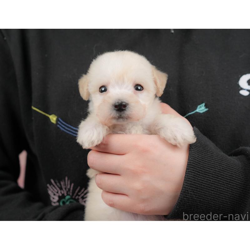 販売中の群馬県のビションプー:ビションフリーゼ×トイプードル-424363の8枚目