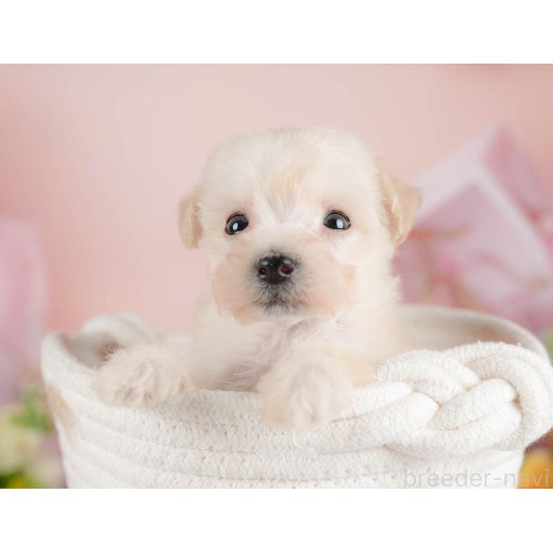 販売中の群馬県のビションプー:ビションフリーゼ×トイプードル-424363の7枚目