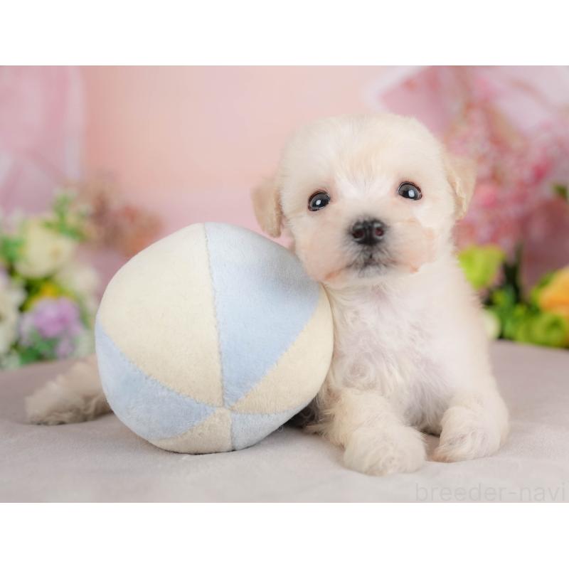 販売中の群馬県のビションプー:ビションフリーゼ×トイプードル-424363の5枚目