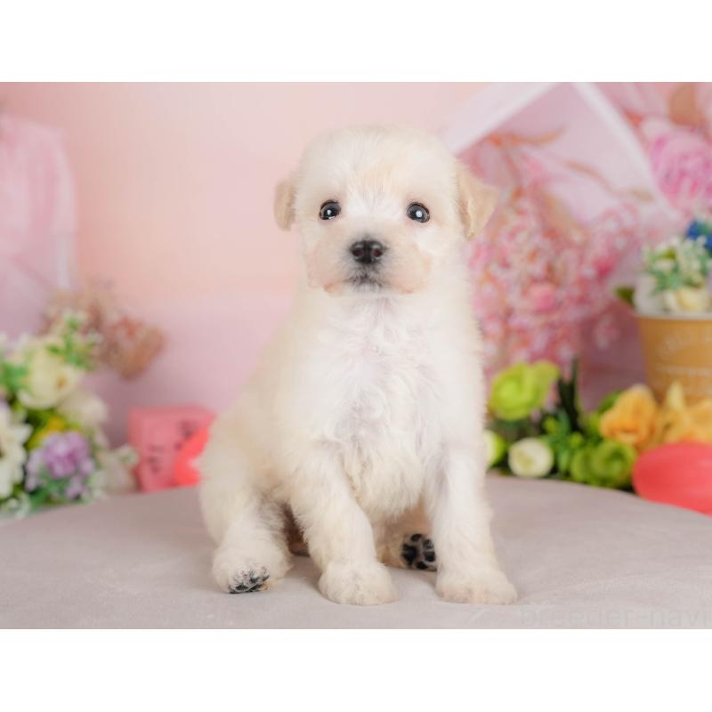 販売中の群馬県のビションプー:ビションフリーゼ×トイプードル-424363の4枚目