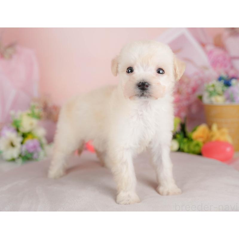 販売中の群馬県のビションプー:ビションフリーゼ×トイプードル-424363の3枚目