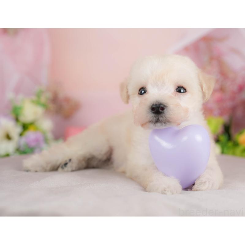 販売中の群馬県のビションプー:ビションフリーゼ×トイプードル-424363の2枚目