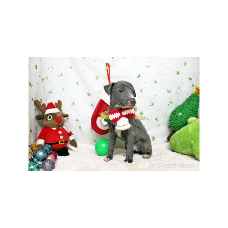 販売中の栃木県のイタリアングレーハウンド(イタグレ)-424364の5枚目