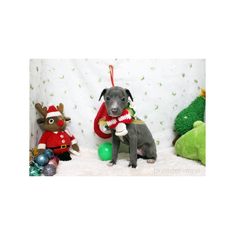 販売中の栃木県のイタリアングレーハウンド(イタグレ)-424364の4枚目