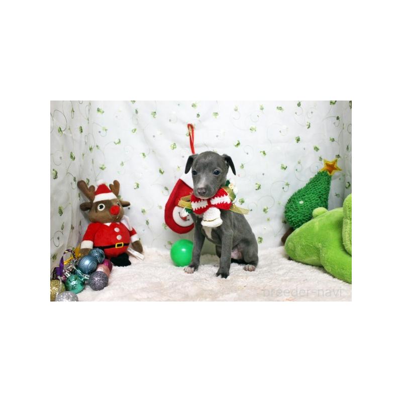 販売中の栃木県のイタリアングレーハウンド(イタグレ)-424364の1枚目