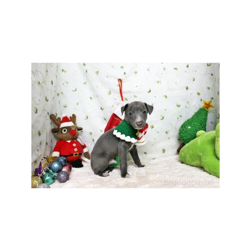 販売中の栃木県のイタリアングレーハウンド(イタグレ)-424364の3枚目