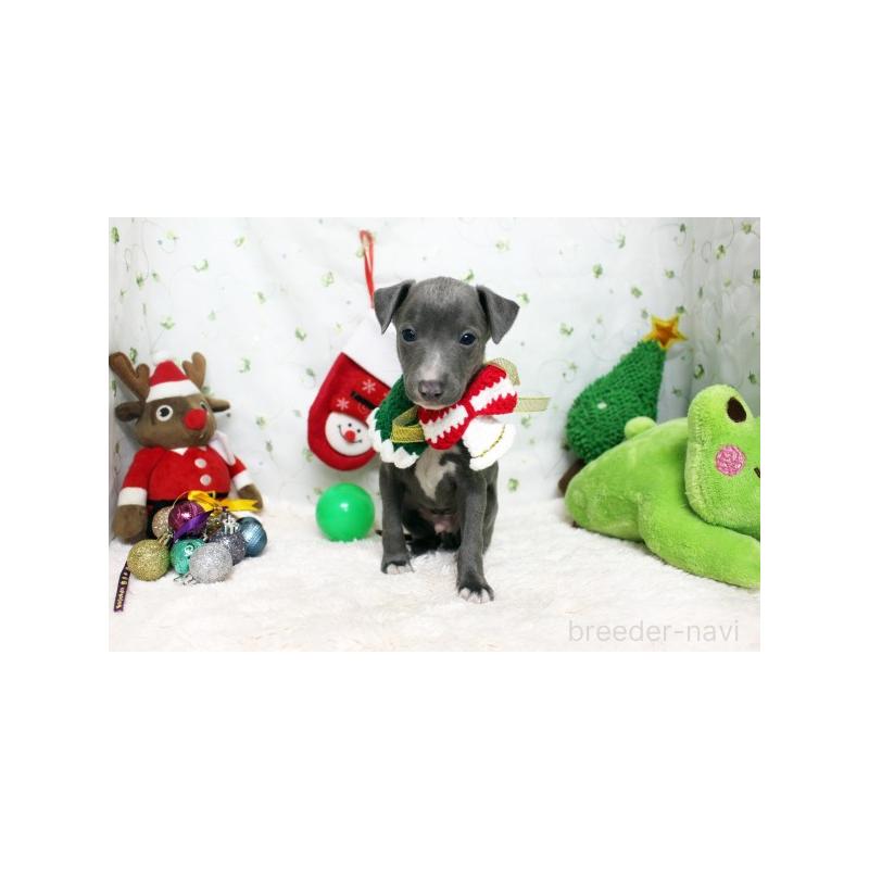 販売中の栃木県のイタリアングレーハウンド(イタグレ)-424364の2枚目