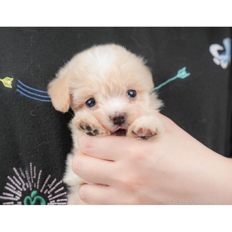 販売中の群馬県のビションプー:ビションフリーゼ×トイプードル-424366の8枚目