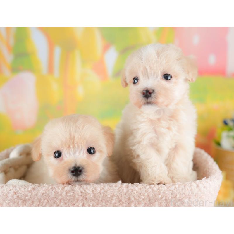 販売中の群馬県のビションプー:ビションフリーゼ×トイプードル-424366の6枚目