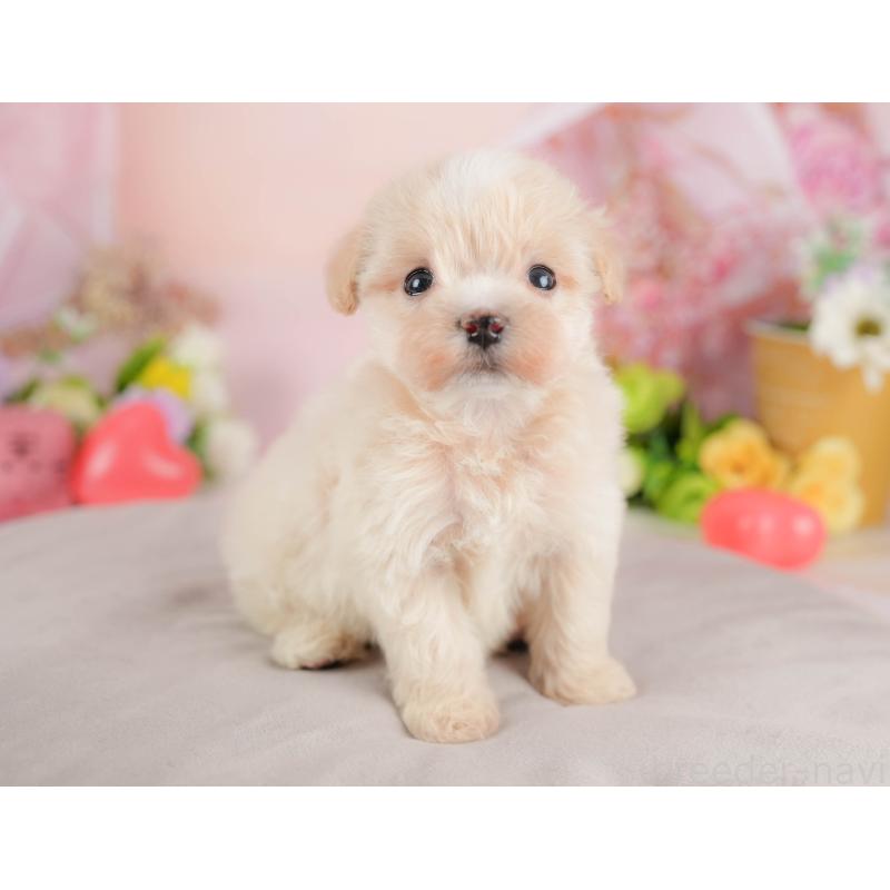 販売中の群馬県のビションプー:ビションフリーゼ×トイプードル-424366の4枚目