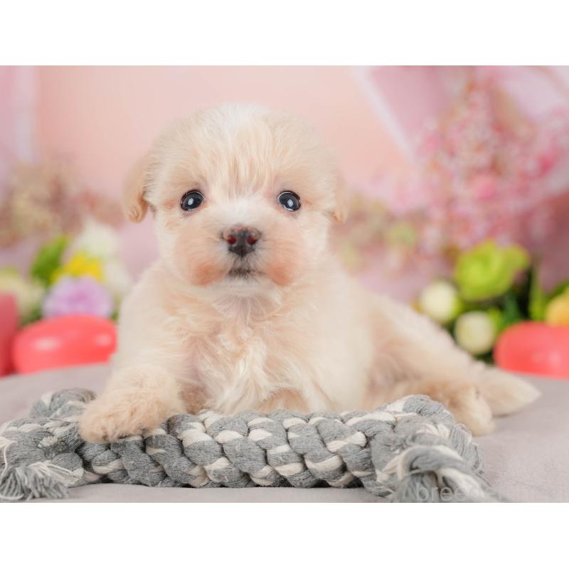 販売中の群馬県のビションプー:ビションフリーゼ×トイプードル-424366の3枚目