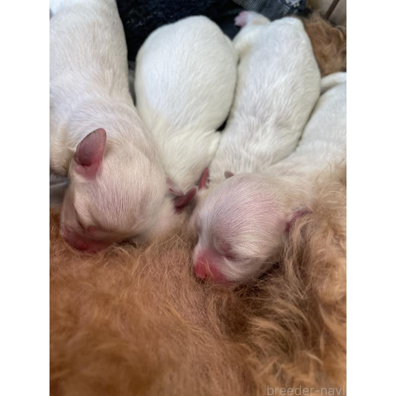 販売中の栃木県のミックス犬-424365の4枚目