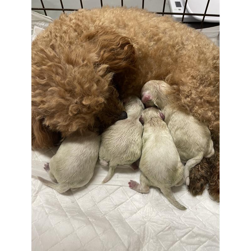 販売中の栃木県のミックス犬-424365の3枚目