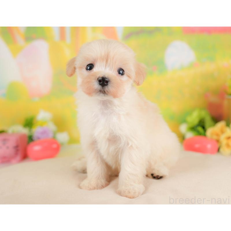 販売中の群馬県のマルプー:マルチーズ×トイプードル-424372