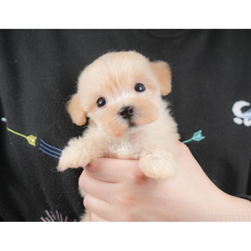 販売中の群馬県のマルプー:マルチーズ×トイプードル-424372の8枚目