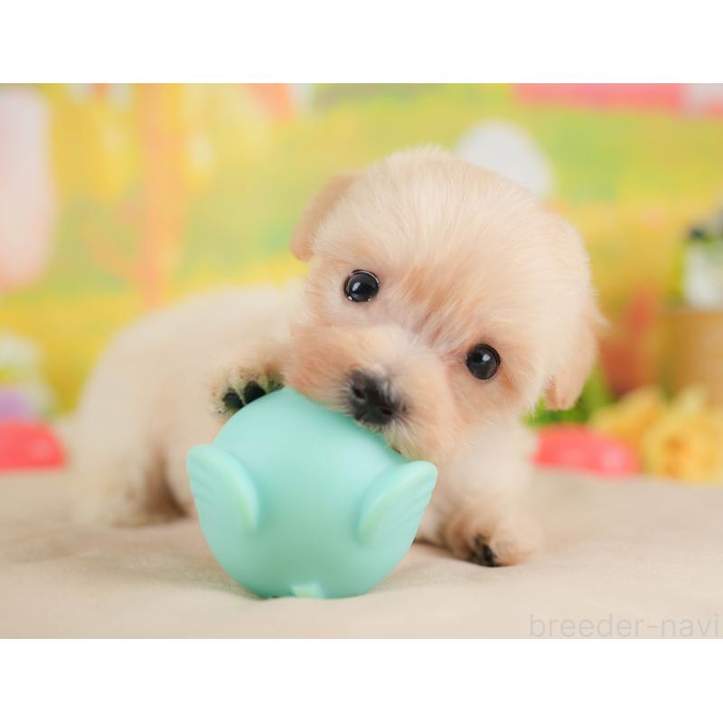 販売中の群馬県のマルプー:マルチーズ×トイプードル-424372の7枚目