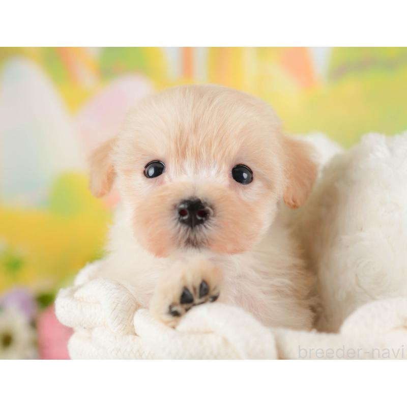 販売中の群馬県のマルプー:マルチーズ×トイプードル-424372の5枚目