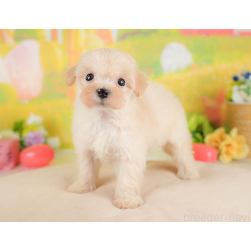 販売中の群馬県のマルプー:マルチーズ×トイプードル-424372の4枚目