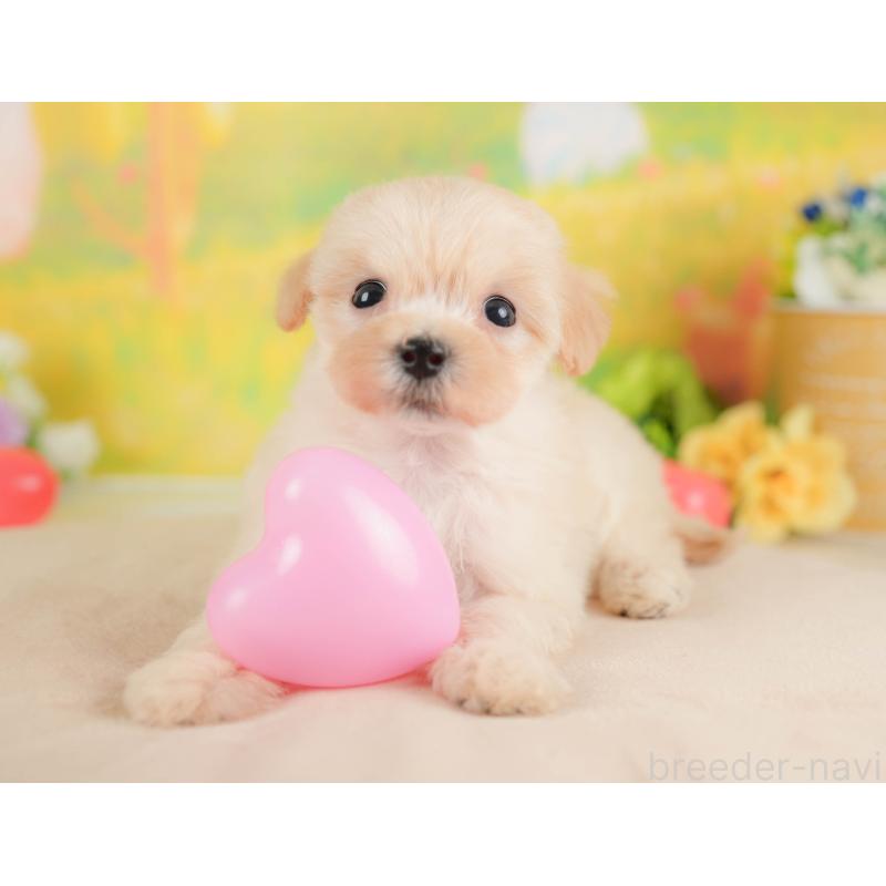 販売中の群馬県のマルプー:マルチーズ×トイプードル-424372の3枚目