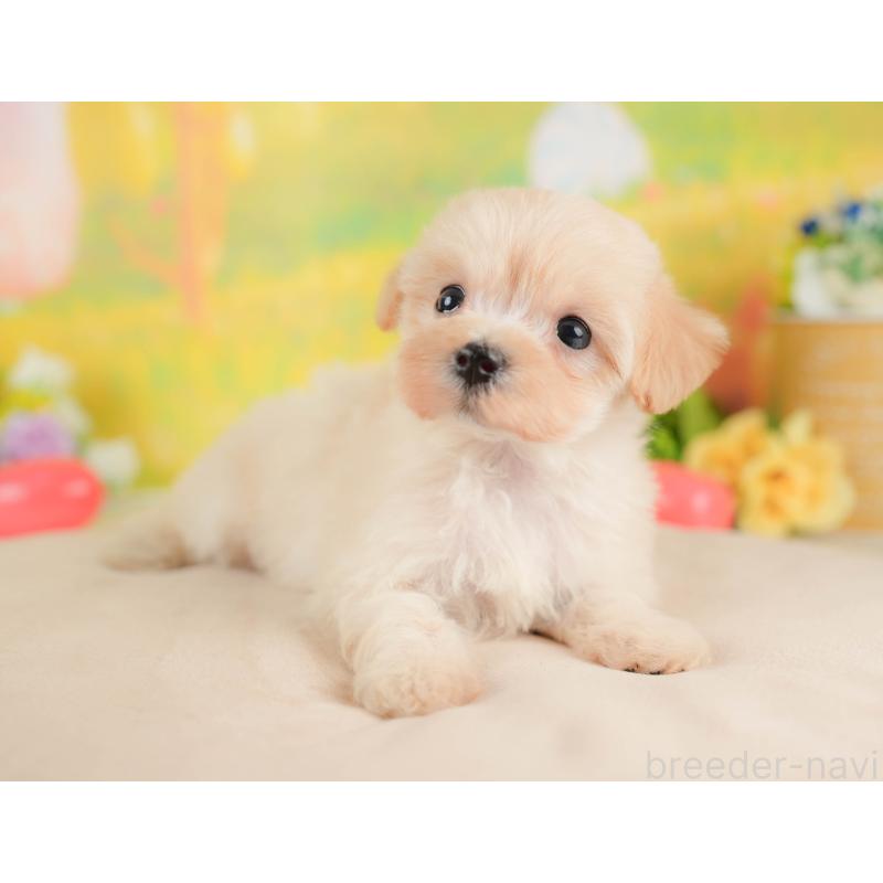 販売中の群馬県のマルプー:マルチーズ×トイプードル-424372の2枚目