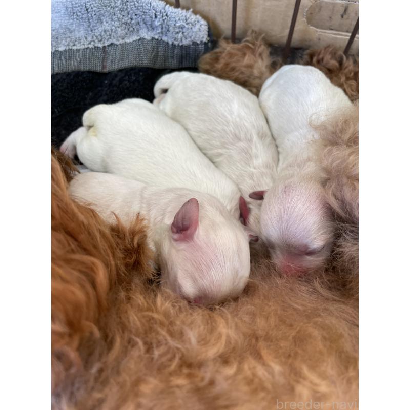 販売中の栃木県のミックス犬-424368の3枚目