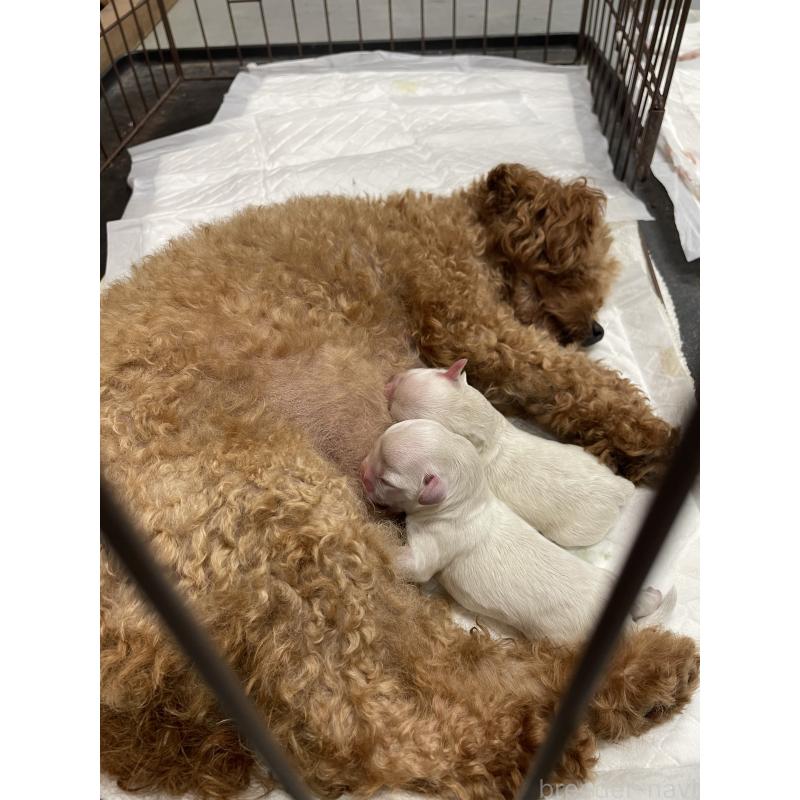 販売中の栃木県のミックス犬-424368の2枚目