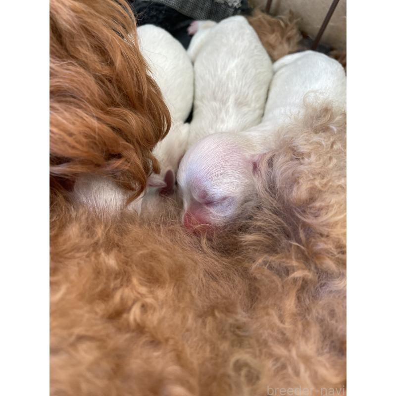 販売中の栃木県のミックス犬-424370の3枚目