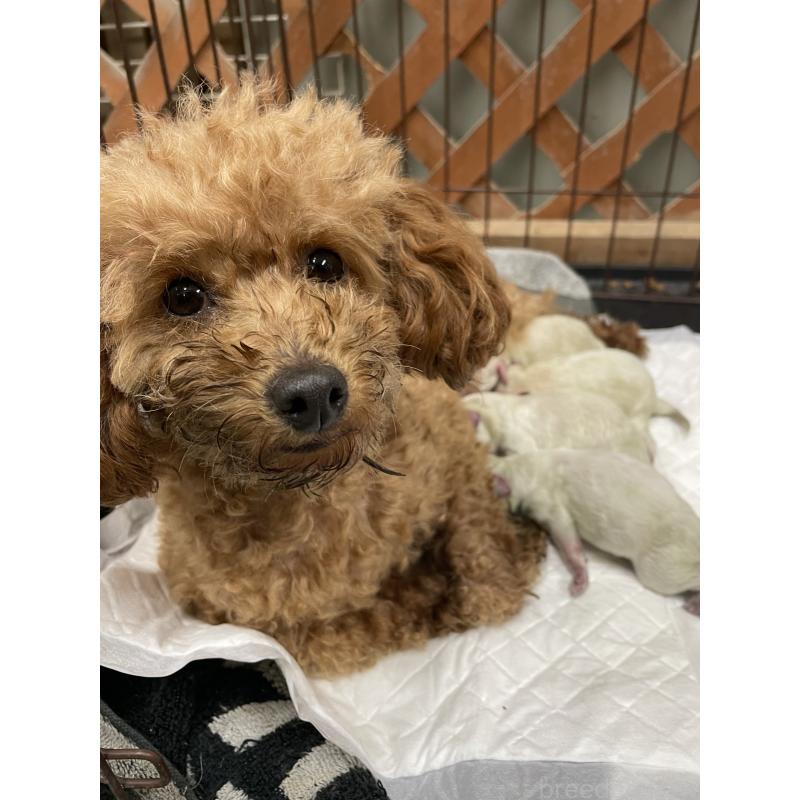 販売中の栃木県のミックス犬-424370の2枚目