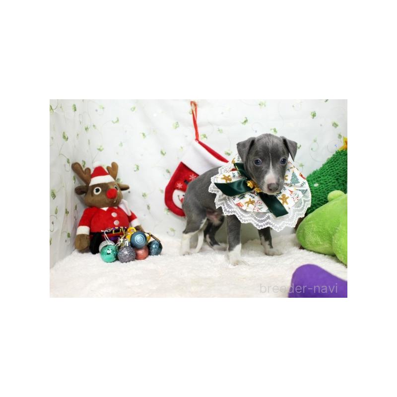 販売中の栃木県のイタリアングレーハウンド(イタグレ)-424371の5枚目