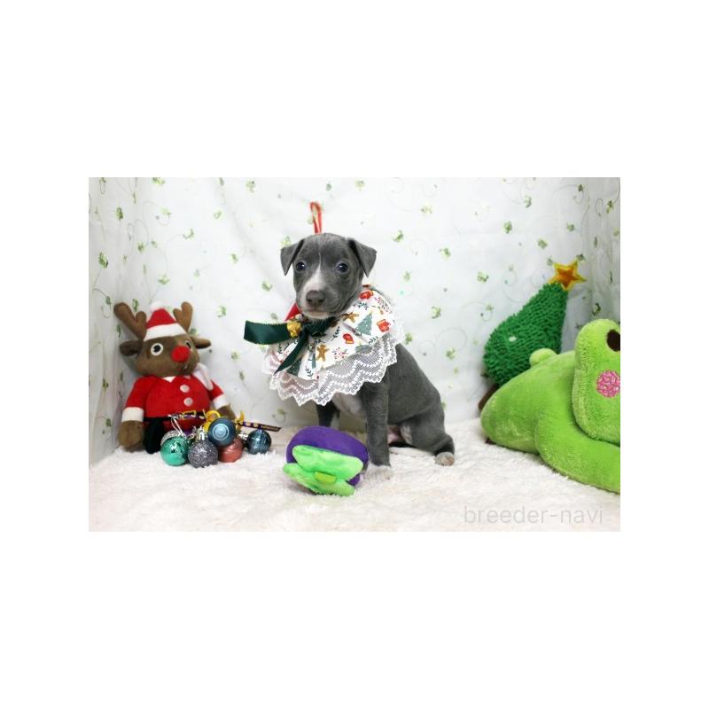 販売中の栃木県のイタリアングレーハウンド(イタグレ)-424371の4枚目