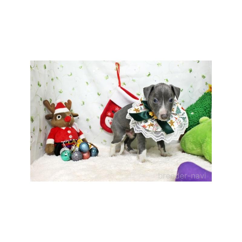 販売中の栃木県のイタリアングレーハウンド(イタグレ)-424371の3枚目