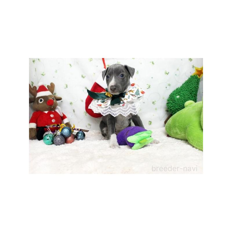 販売中の栃木県のイタリアングレーハウンド(イタグレ)-424371の2枚目