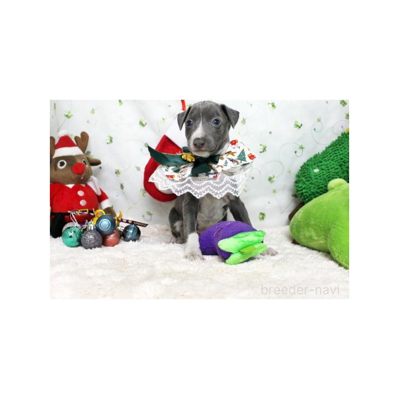 販売中の栃木県のイタリアングレーハウンド(イタグレ)-424371の1枚目