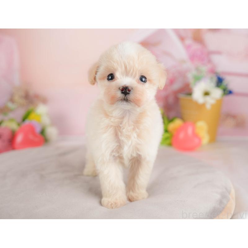 販売中の群馬県のマルプー:マルチーズ×トイプードル-424373の1枚目