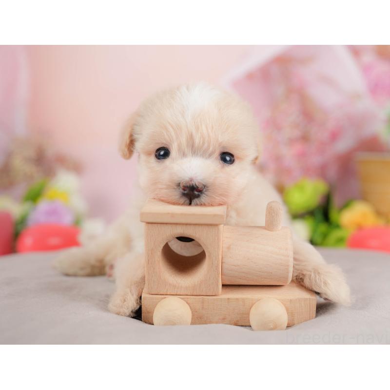 販売中の群馬県のマルプー:マルチーズ×トイプードル-424373の7枚目