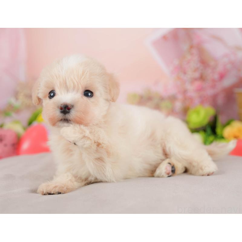 販売中の群馬県のマルプー:マルチーズ×トイプードル-424373の5枚目