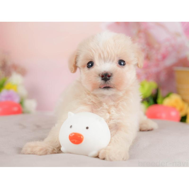 販売中の群馬県のマルプー:マルチーズ×トイプードル-424373の2枚目