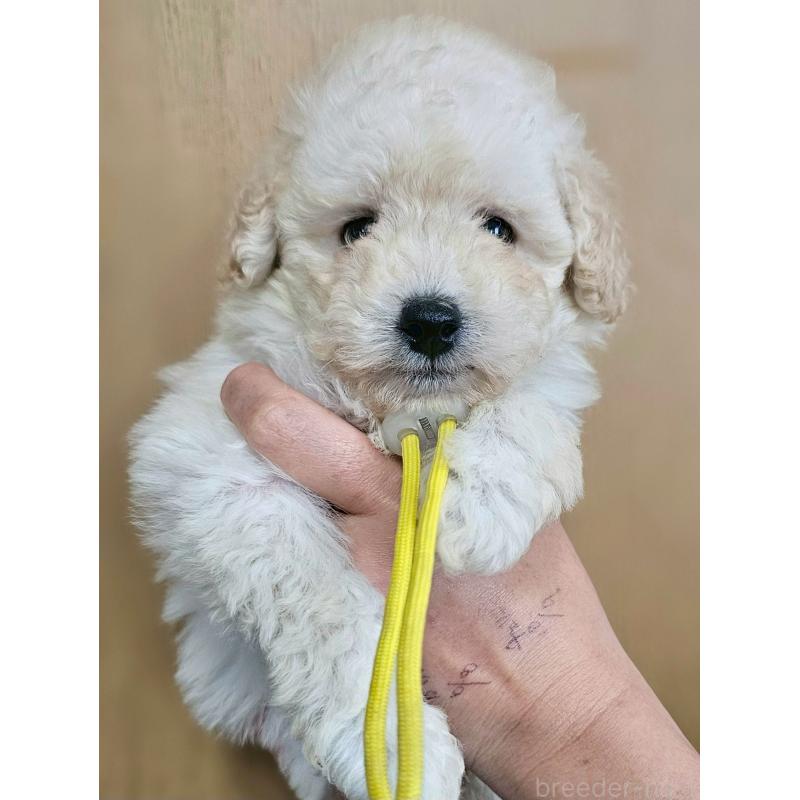 販売中の長野県のトイプードル-418621