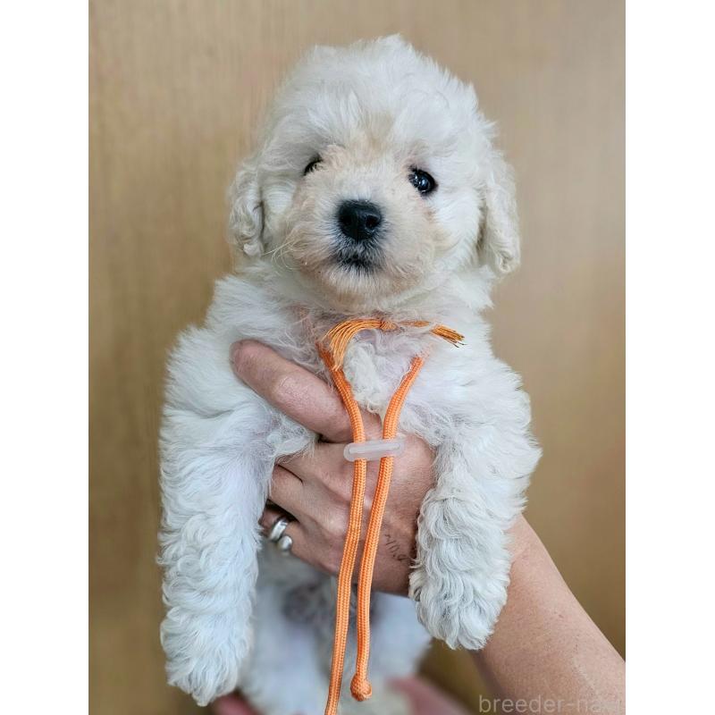 販売中の長野県のトイプードル-418622