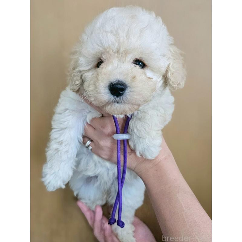 成約済の長野県のトイプードル-418623の1枚目