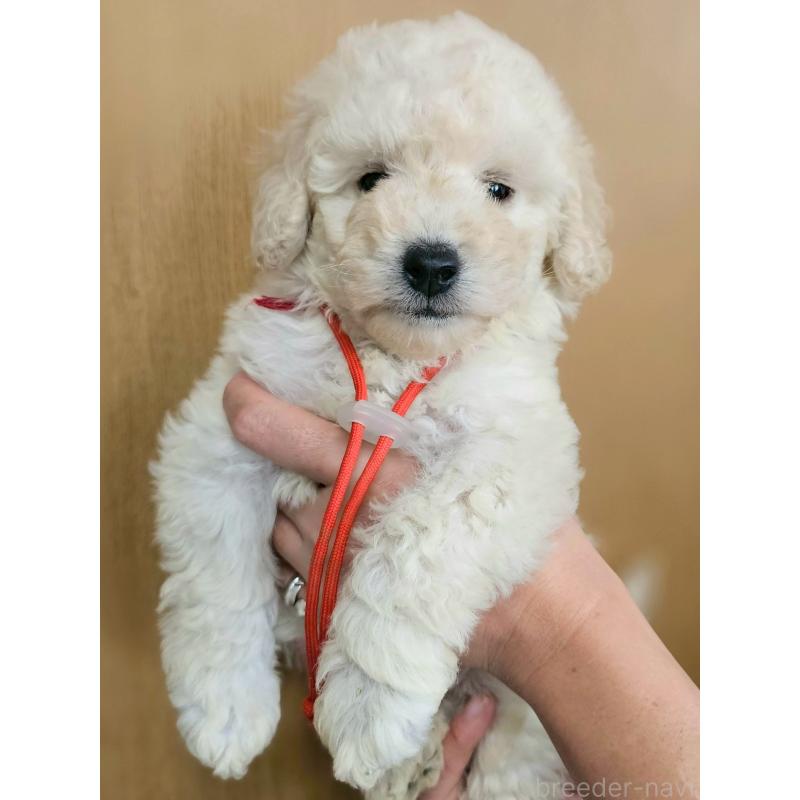 成約済の長野県のトイプードル-418624の1枚目