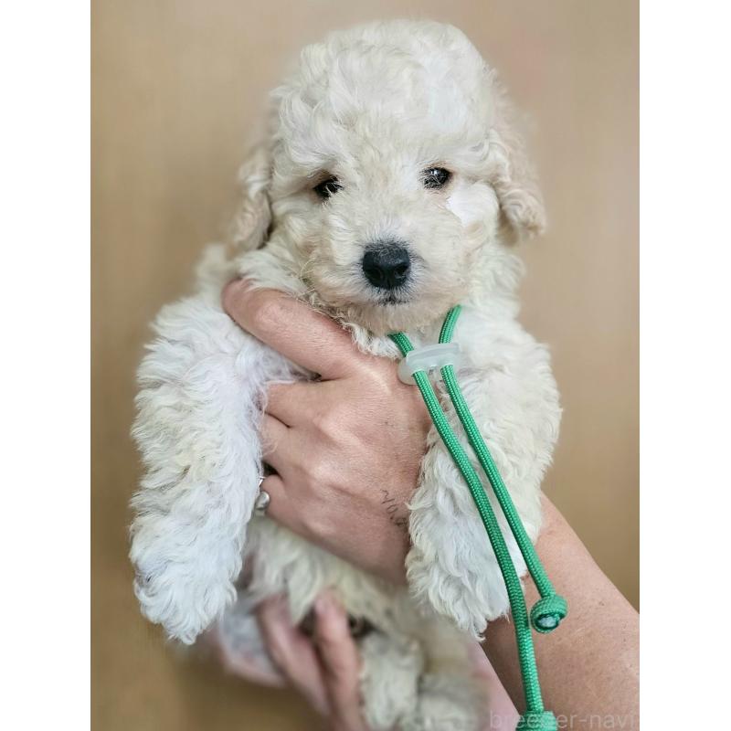 販売中の長野県のトイプードル-418626の3枚目