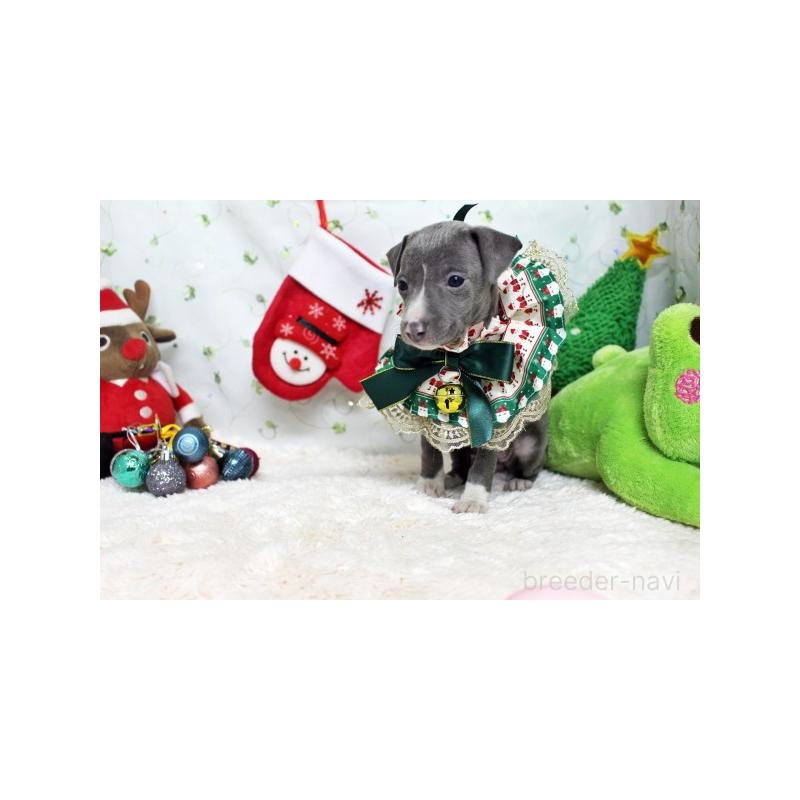 販売中の栃木県のイタリアングレーハウンド(イタグレ)-424376の5枚目