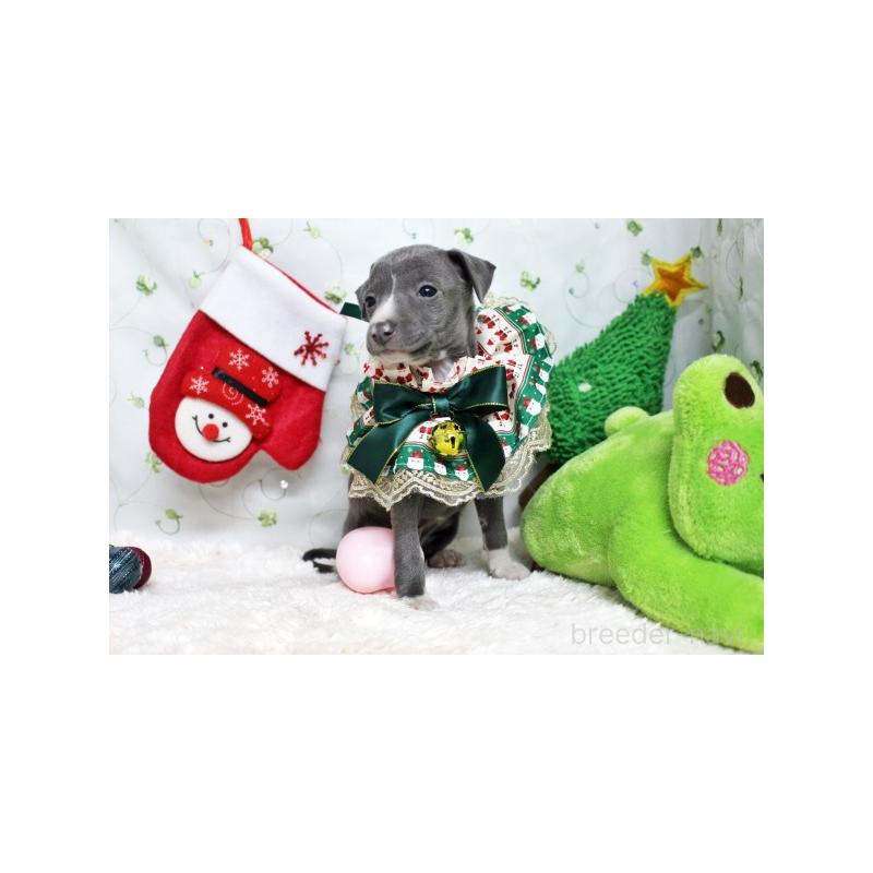 販売中の栃木県のイタリアングレーハウンド(イタグレ)-424376の4枚目