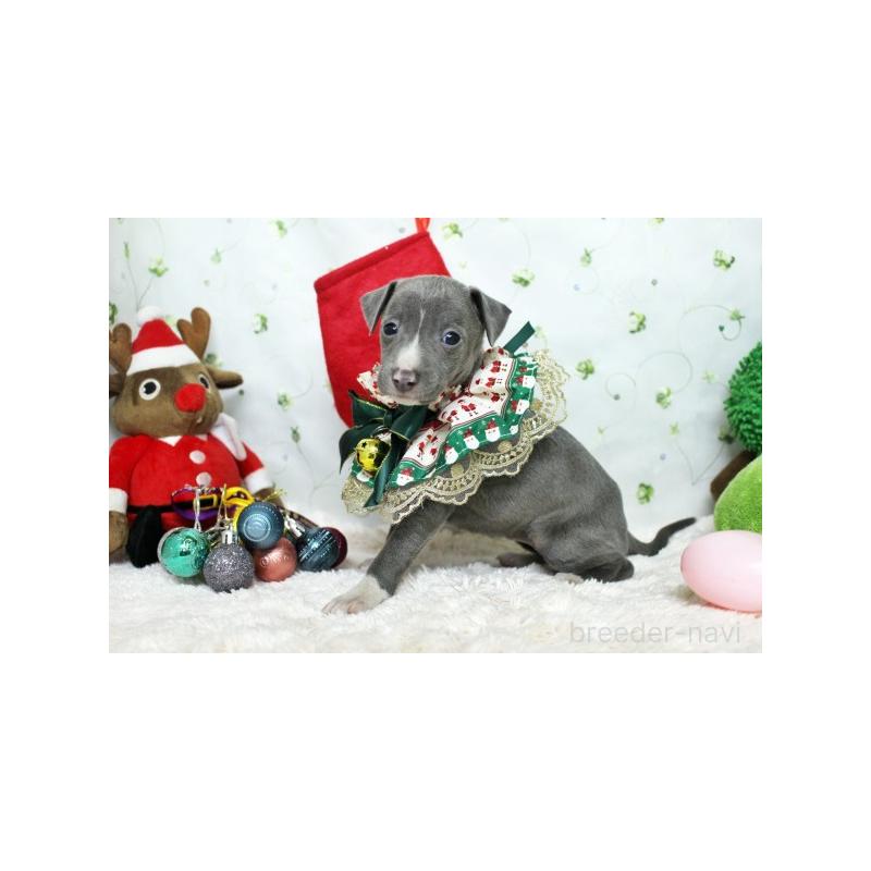 販売中の栃木県のイタリアングレーハウンド(イタグレ)-424376の3枚目