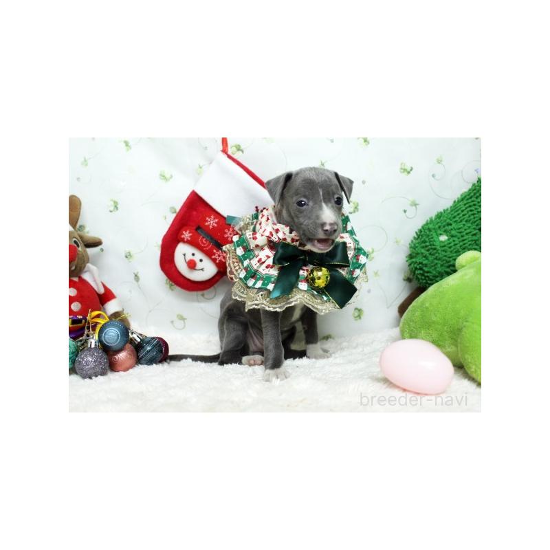 販売中の栃木県のイタリアングレーハウンド(イタグレ)-424376の2枚目