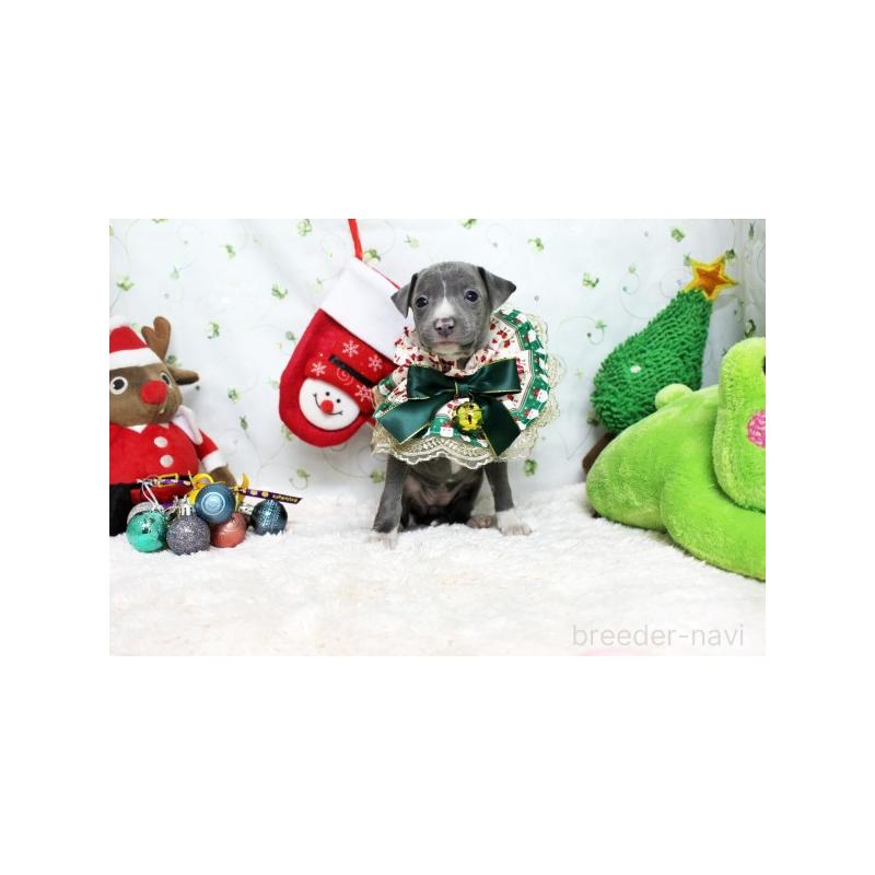 販売中の栃木県のイタリアングレーハウンド(イタグレ)-424376の1枚目