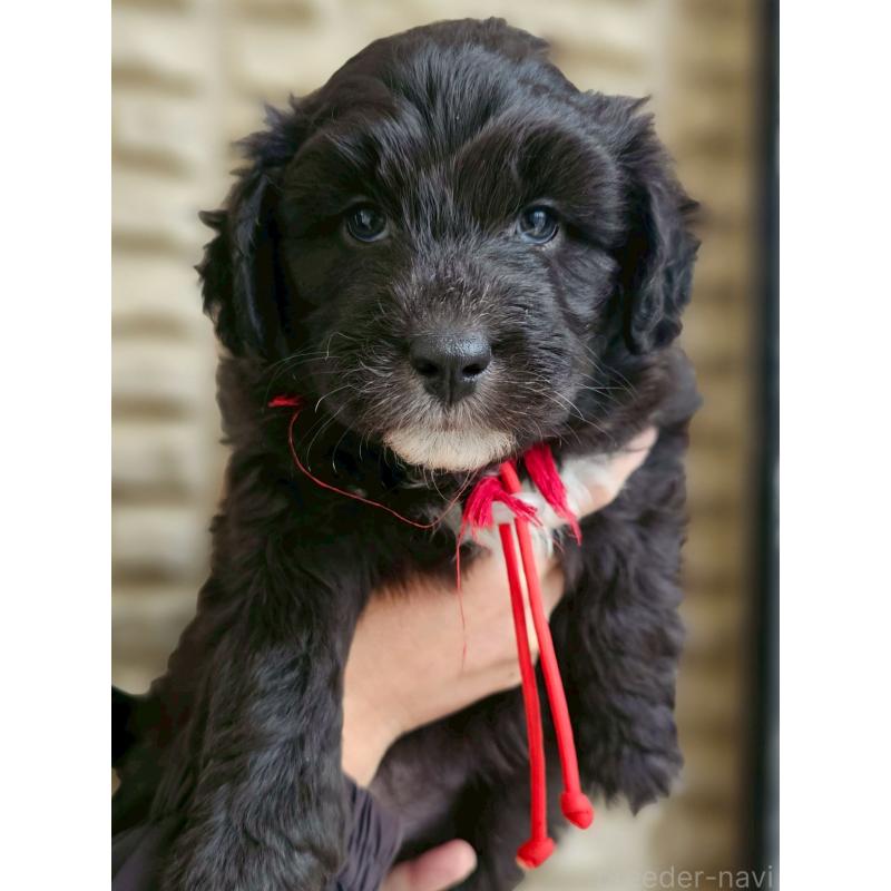 商談中の長野県のミックス犬-418791